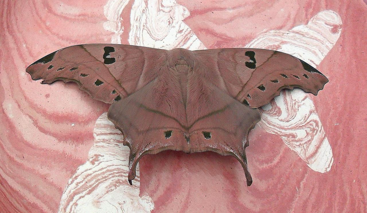 papillon sur papillon